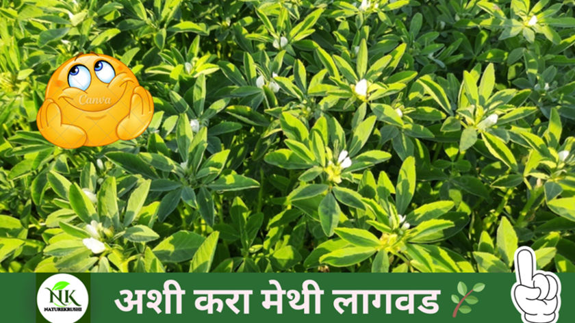 METHI-LAGWAD-IN-MARATHI-NATUREKRUSHI.png