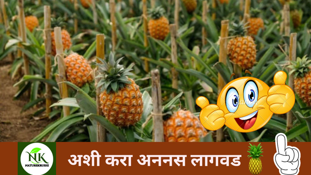 pineapple Cultivation naturekrushi