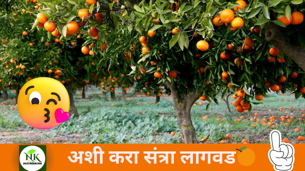 Orange Cultivation NAaturekrushi1.png
