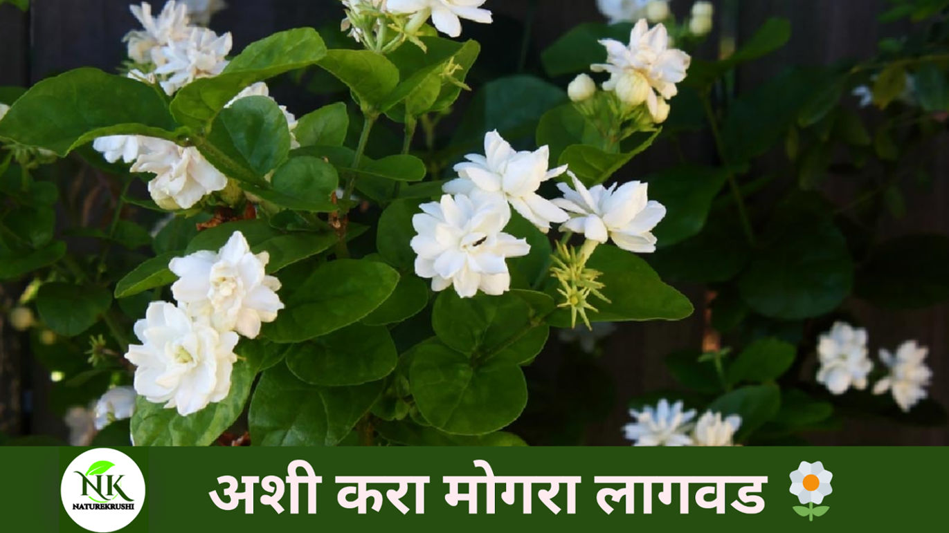 mogra-lagwad-in-marathi-naturekrushi.jpg