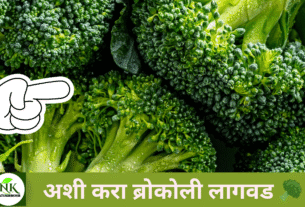 ब्रोकली-लावण्याचे-योग्य-पद्धती-व-प्रकार.png