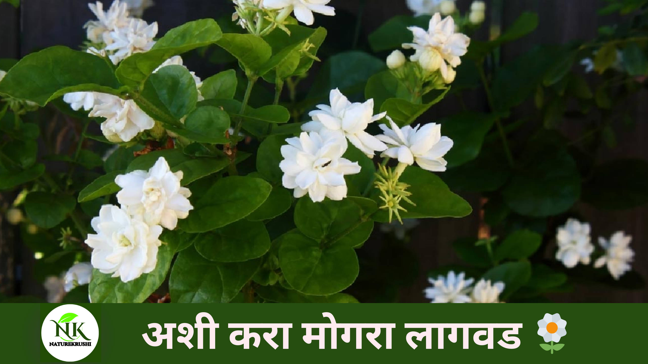 मोगरा-लागवडीची-पद्धती-व-जाति-naturekrushi.png