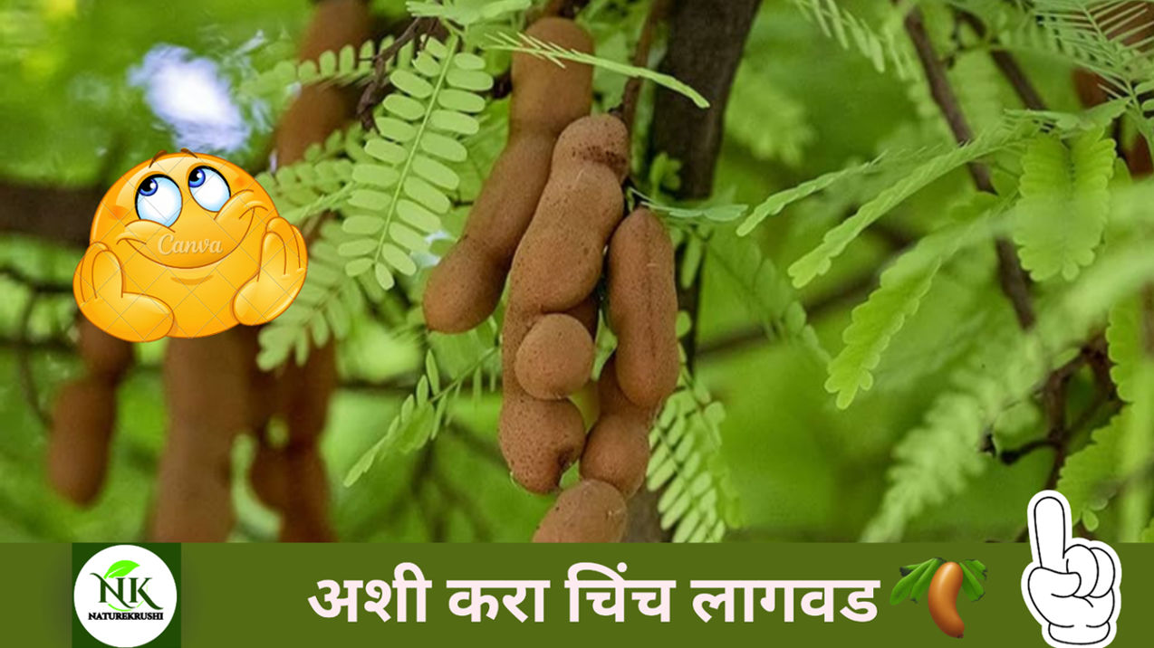 Chinch lagwad in marathi