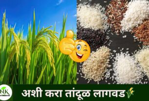 तांदूळ लागवडीचे पद्धती व फायदे: