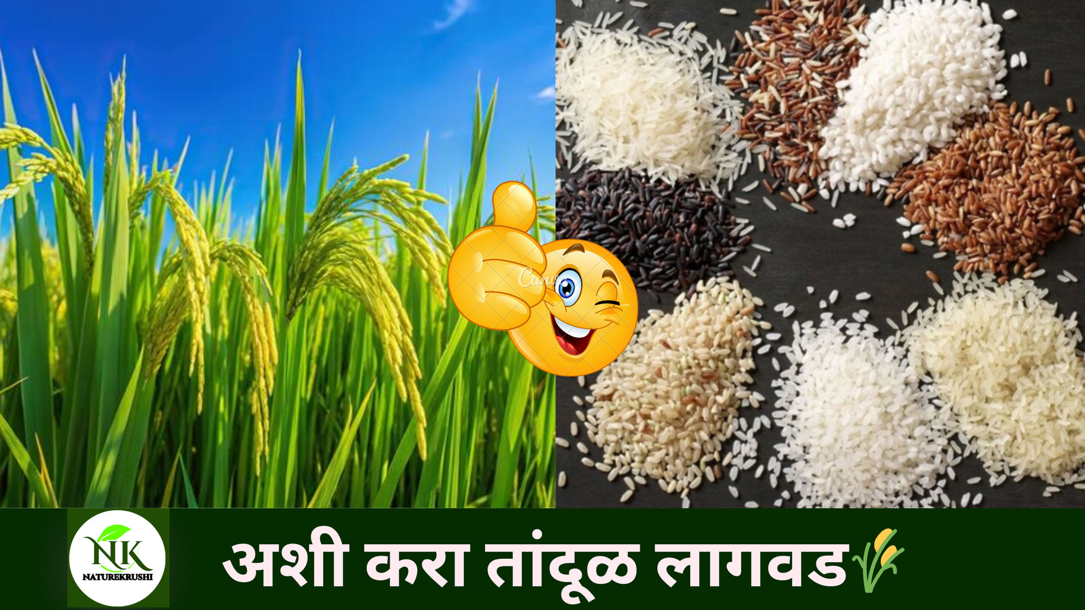 तांदूळ लागवडीचे पद्धती व फायदे: